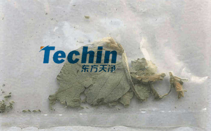 干黄豆叶小优视频官网前