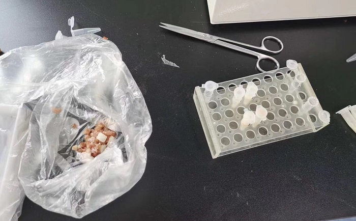 猪肉组织小优视频官网前